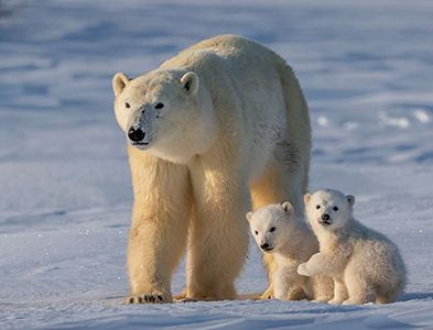 polar bears